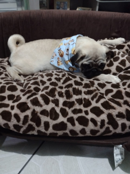 Lucke em seu novo lar filho da belinha e do Bob